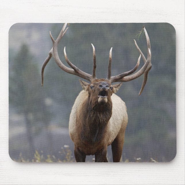Bull Elk bugling, Yellowstone NP, Wyoming 2 Mouse Mat (Front)
