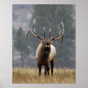 Bull Elk bugling, Yellowstone NP, Wyoming 2 Poster