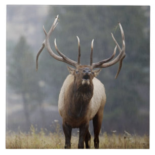 Bull Elk bugling, Yellowstone NP, Wyoming 2 Tile