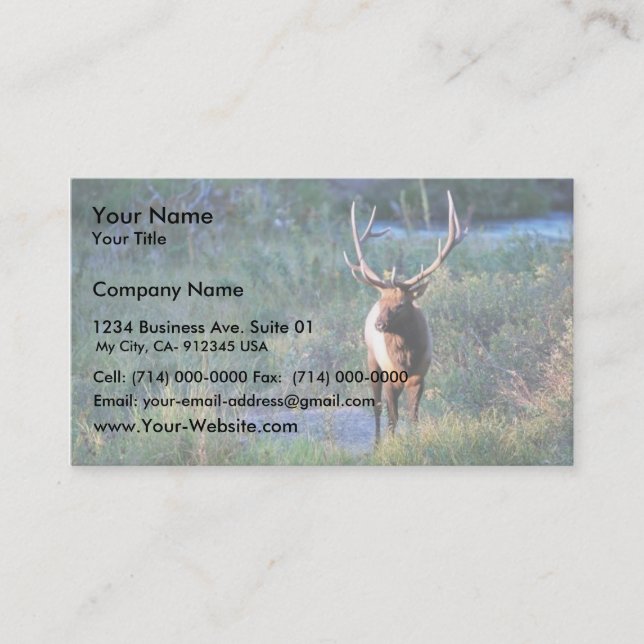 Bull Elk Business Card (Front)