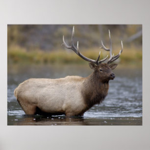 Bull Elk Crossing   Yellowstone National Park Poster