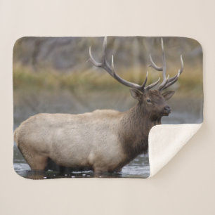 Bull Elk Crossing   Yellowstone National Park Sherpa Blanket