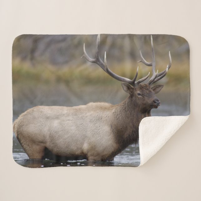 Bull Elk Crossing | Yellowstone National Park Sherpa Blanket (Front (Horizontal))