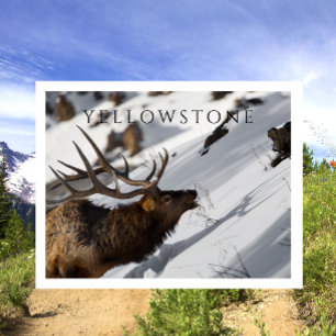 Bull Elk Grazing, Winter, Yellowstone NP Postcard