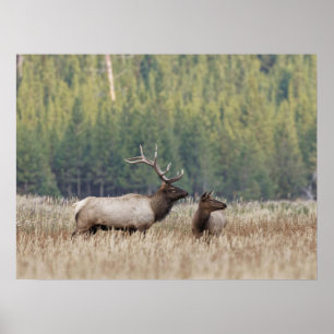 Bull Elk in Meadow   Yellowstone National Park Poster