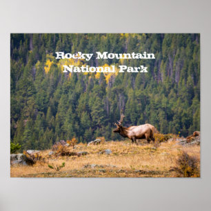 Bull Elk in Rocky Mountain National Park Photo Poster