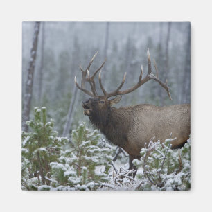 Bull Elk in snow calling, bugling, Yellowstone Magnet