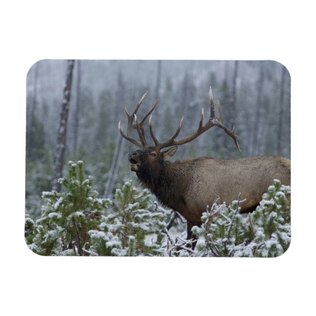 Bull Elk in snow calling, bugling, Yellowstone Magnet (Horizontal)