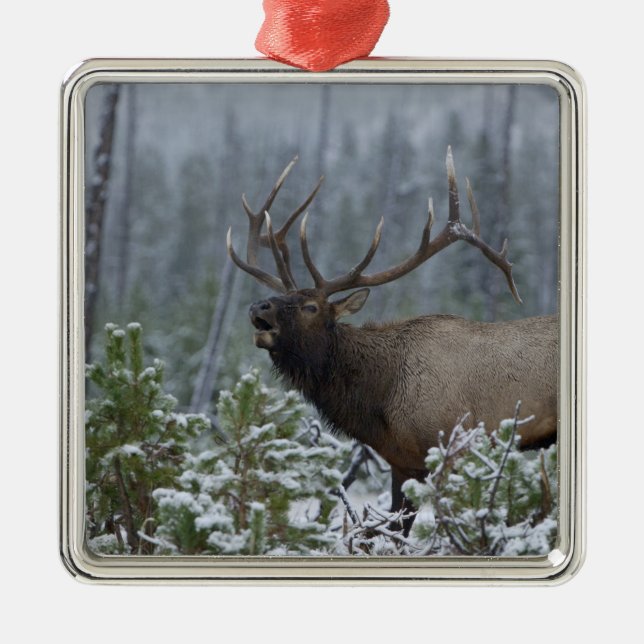 Bull Elk in snow calling, bugling, Yellowstone Metal Tree Decoration (Front)