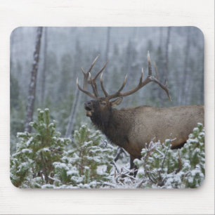 Bull Elk in snow calling, bugling, Yellowstone Mouse Mat
