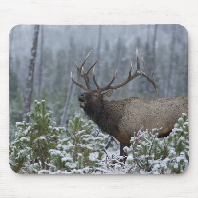 Bull Elk in snow calling, bugling, Yellowstone Mouse Mat (Front)