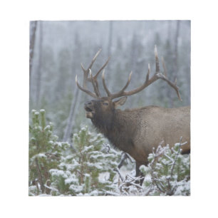 Bull Elk in snow calling, bugling, Yellowstone Notepad