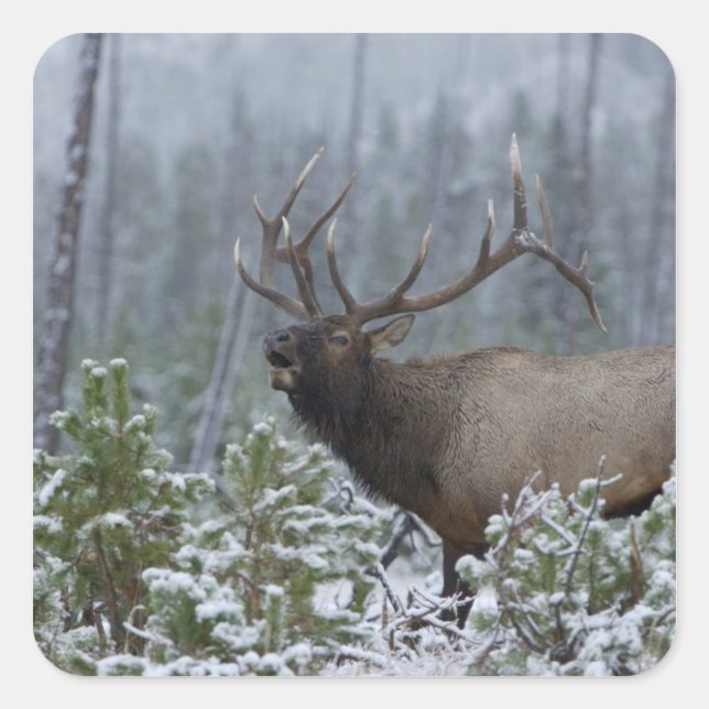 Bull Elk in snow calling, bugling, Yellowstone Square Sticker (Front)