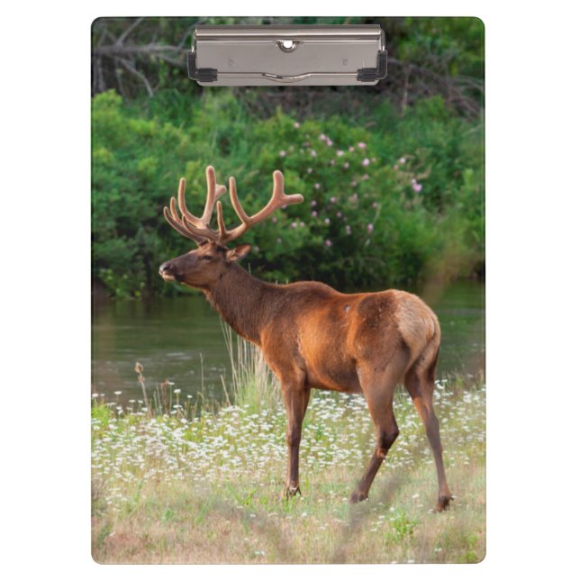 Bull Elk in the National Bison Range, Montana 2 Clipboard (Front)
