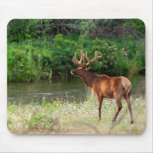 Bull Elk in the National Bison Range, Montana 2 Mouse Mat