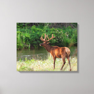 Bull Elk in the National Bison Range, Montana Canvas Print