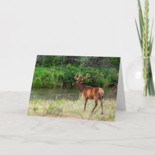 Bull Elk in the National Bison Range, Montana Card