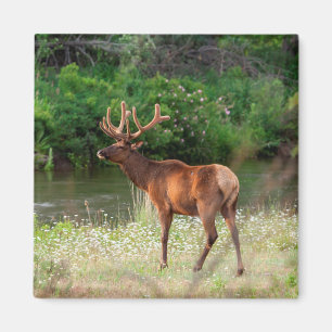 Bull Elk in the National Bison Range, Montana Magnet