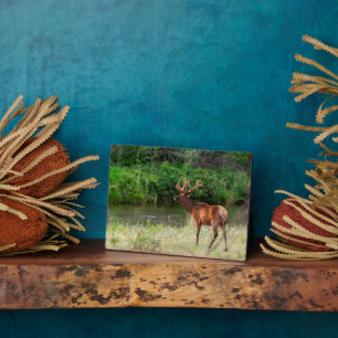 Bull Elk in the National Bison Range, Montana Plaque