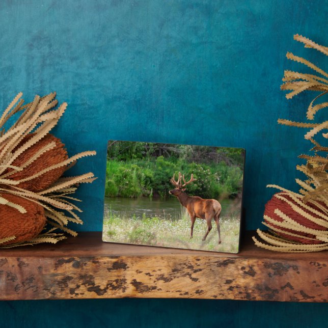 Bull Elk in the National Bison Range, Montana Plaque (Side)
