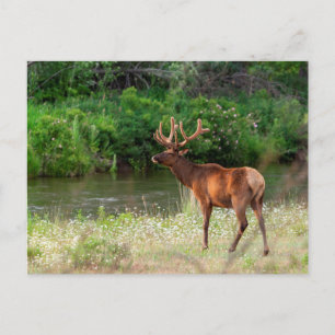 Bull Elk in the National Bison Range, Montana Postcard