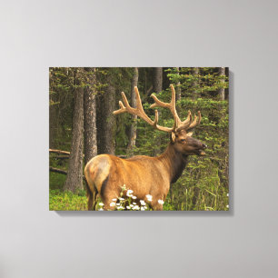 Bull Elk in Velvet, Canada Canvas Print