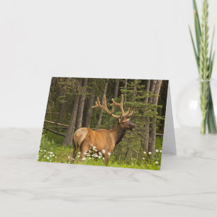 Bull Elk in Velvet, Canada Card