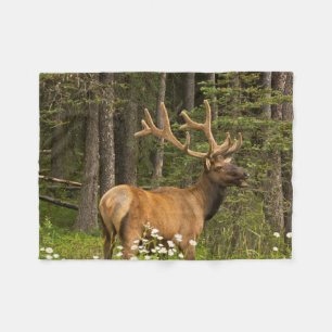 Bull Elk in Velvet, Canada Fleece Blanket