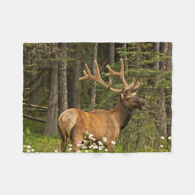 Bull Elk in Velvet, Canada Fleece Blanket (Front (Horizontal))