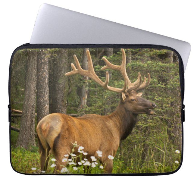 Bull elk in velvet, Canada Laptop Sleeve (Front)