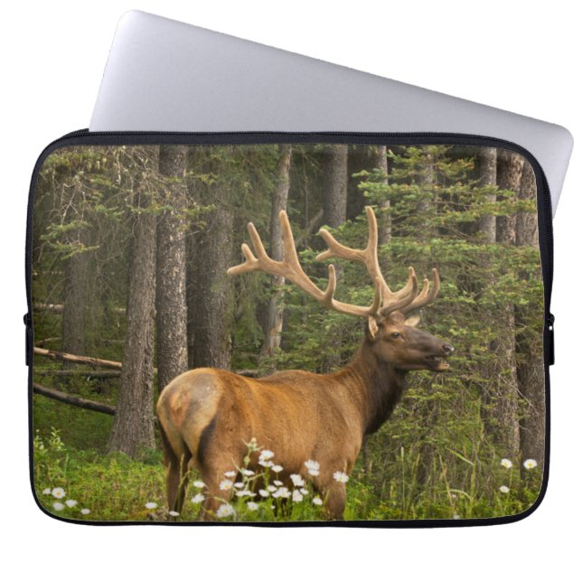 Bull Elk in Velvet, Canada Laptop Sleeve (Front)