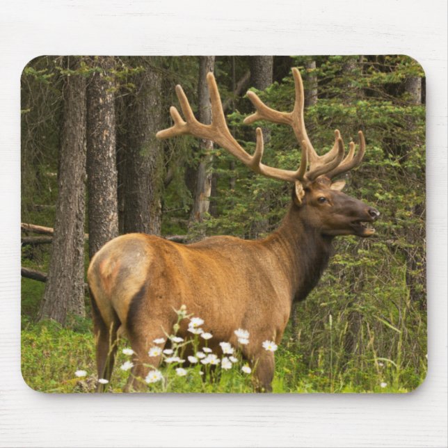 Bull elk in velvet, Canada Mouse Mat (Front)