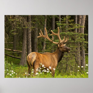 Bull Elk in Velvet, Canada Poster