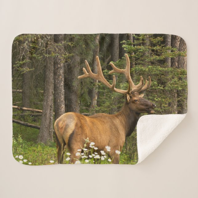 Bull Elk in Velvet, Canada Sherpa Blanket (Front (Horizontal))