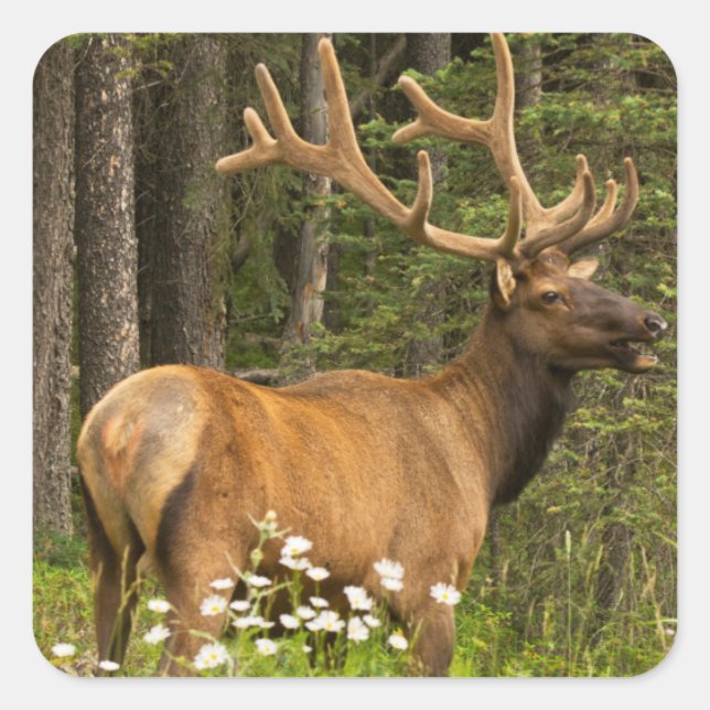 Bull elk in velvet, Canada Square Sticker (Front)
