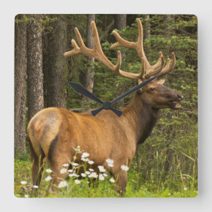Bull elk in velvet, Canada Square Wall Clock