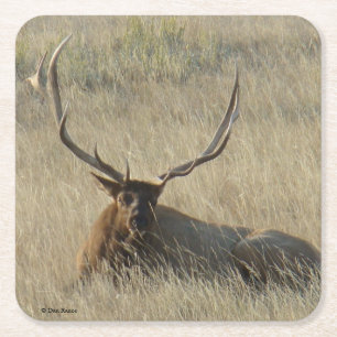 Bull Elk Laying in Grass Square Paper Coaster