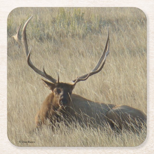 Bull Elk Laying in Grass Square Paper Coaster (Front)