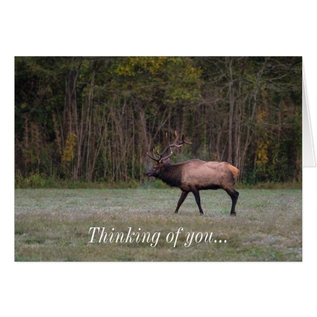 Bull Elk Morning Walk Thinking of you Card (Front Horizontal)