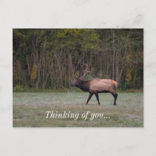 Bull Elk Morning Walk Thinking Of You Postcard