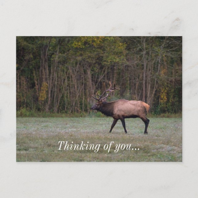 Bull Elk Morning Walk Thinking Of You Postcard (Front)