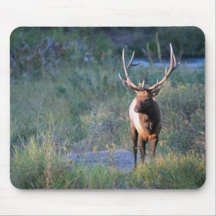 Bull Elk Mouse Mat