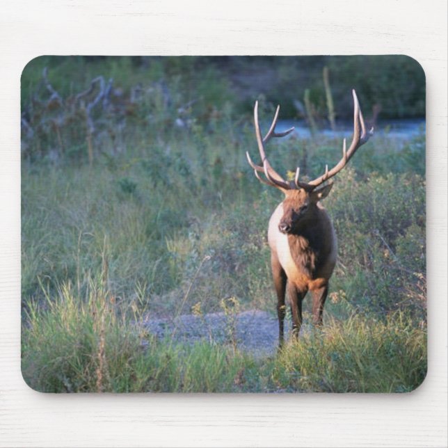 Bull Elk Mouse Mat (Front)