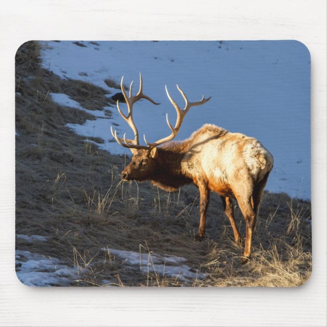 Bull Elk Mouse Mat (Front)