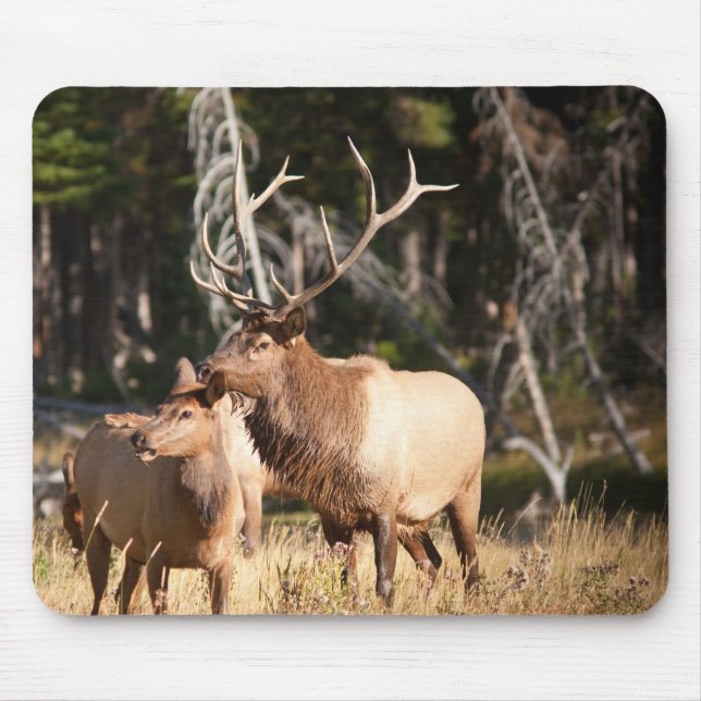 Bull Elk Mouse Mat (Front)