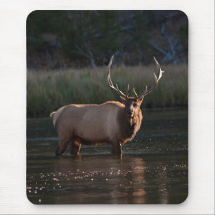 Bull Elk Mouse Mat