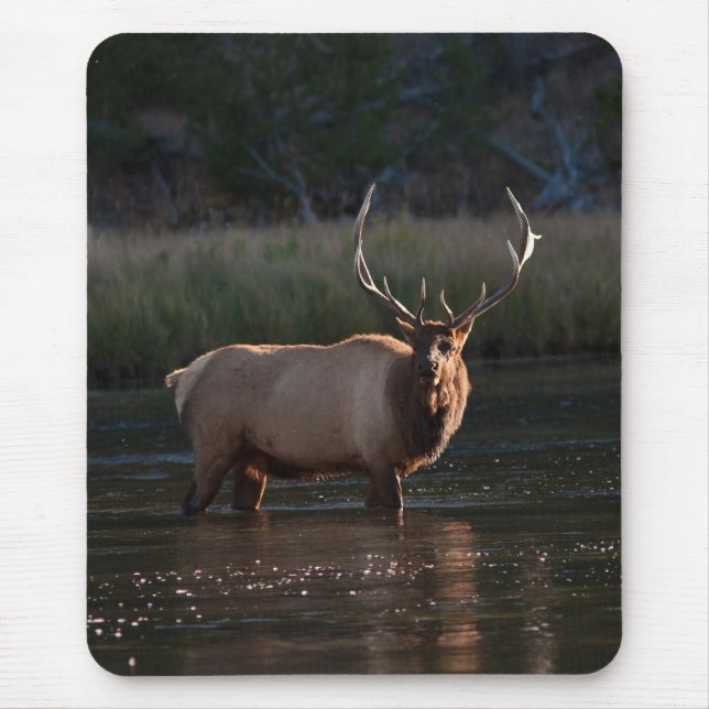 Bull Elk Mouse Mat (Front)