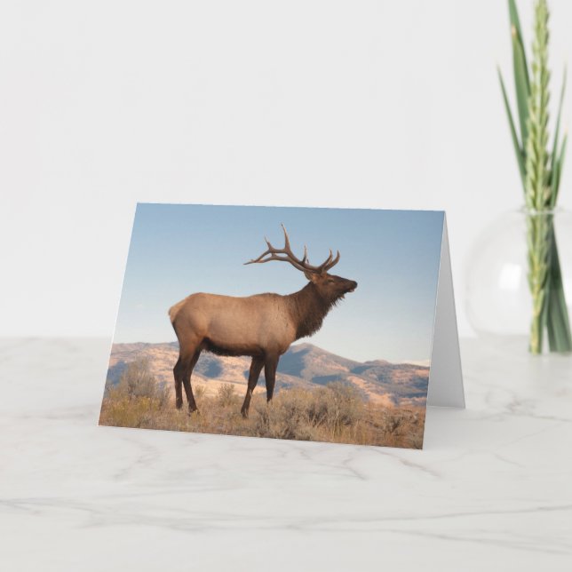 Bull Elk Near Mammoth | Wyoming Card (Front)