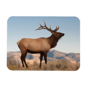 Bull Elk Near Mammoth   Wyoming Magnet