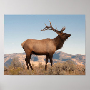 Bull Elk Near Mammoth   Wyoming Poster